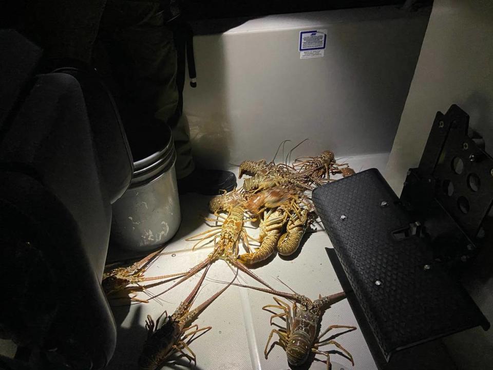 Almost a dozen spiny lobster are displayed on the deck of a Florida Fish and Wildlife Conservation Commission boat Wednesday, July 28, 2021.