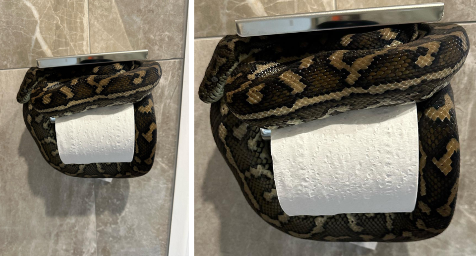 Snake on toilet roll holder