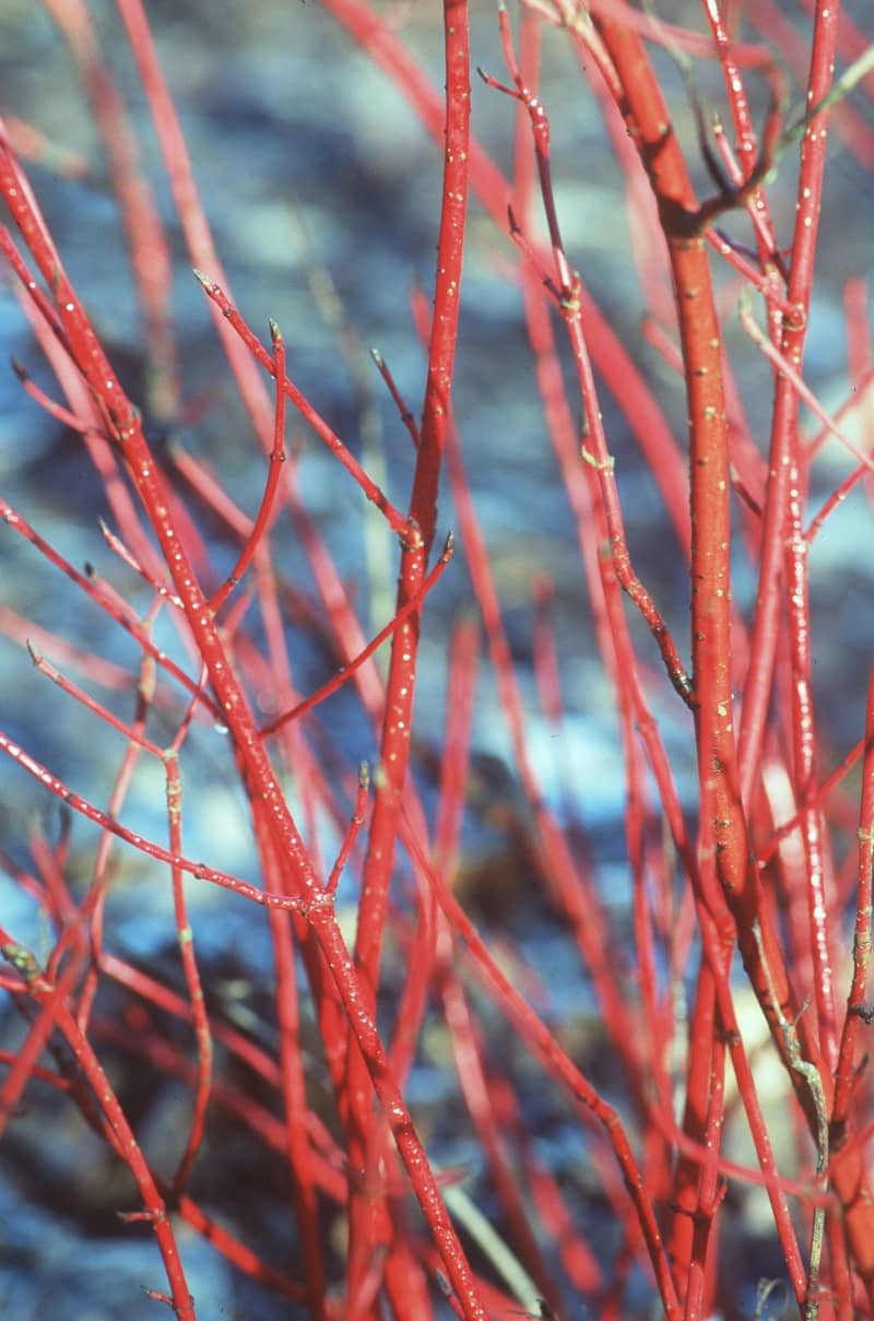 Red-barked dogwood with its red shoots comes into its own in the cold months. Marion Nickig/dpa