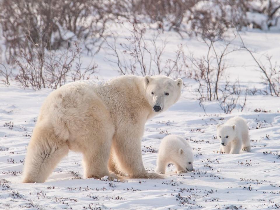 Polar bear and cubs near Churchill, Man. Courtesy, Dennis Fast