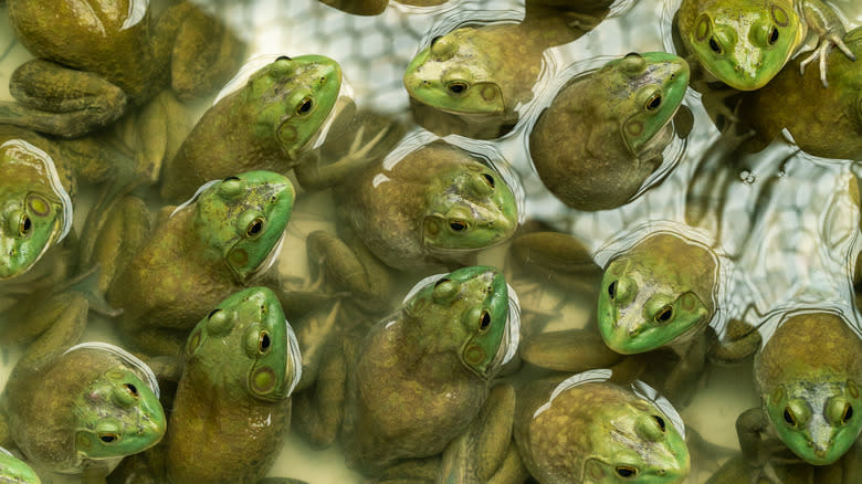A bunch of frogs in a pool