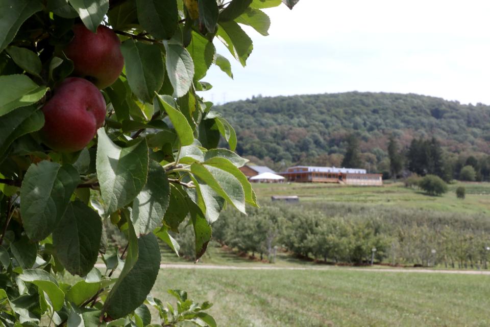 Apples are ready for picking at Fishkill Farms.