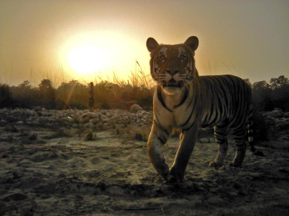 Nepal doubles its tiger population, raising hope for global recovery of endangered big cats