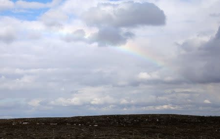 Reindeer graze beneath a rainbow on the Finnmark Plateau, Norway, June 15, 2018. REUTERS/Stoyan Nenov/Files