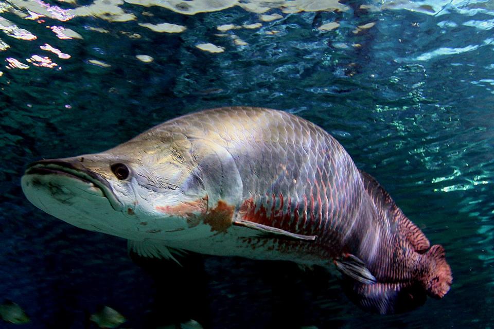 Arapaima, found in South America, are often over 200 pounds and can grow much larger. Zeb Hogan