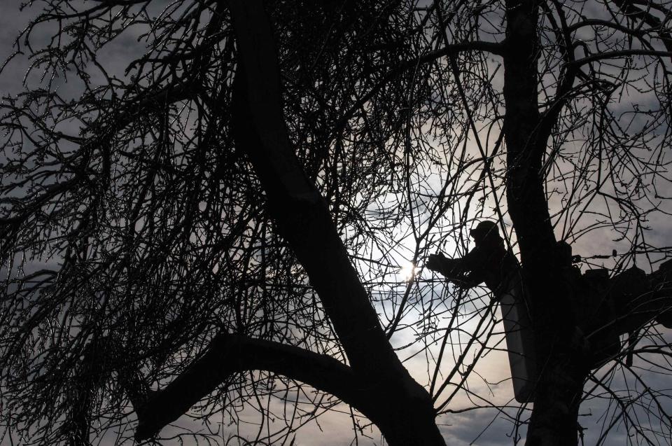 A Toronto Hydro employee works to restore power in the Scarborough suburb following an ice storm in Toronto