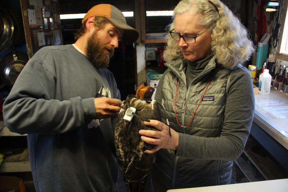 Danny Erickson and Suzanne Kaehler fit a solar-powered GPS transmitter on an adult red-tailed hawk at Cedar Grove Ornithological Research Station in Cedar Grove. The device attaches to the bird with straps similar to a backpack.