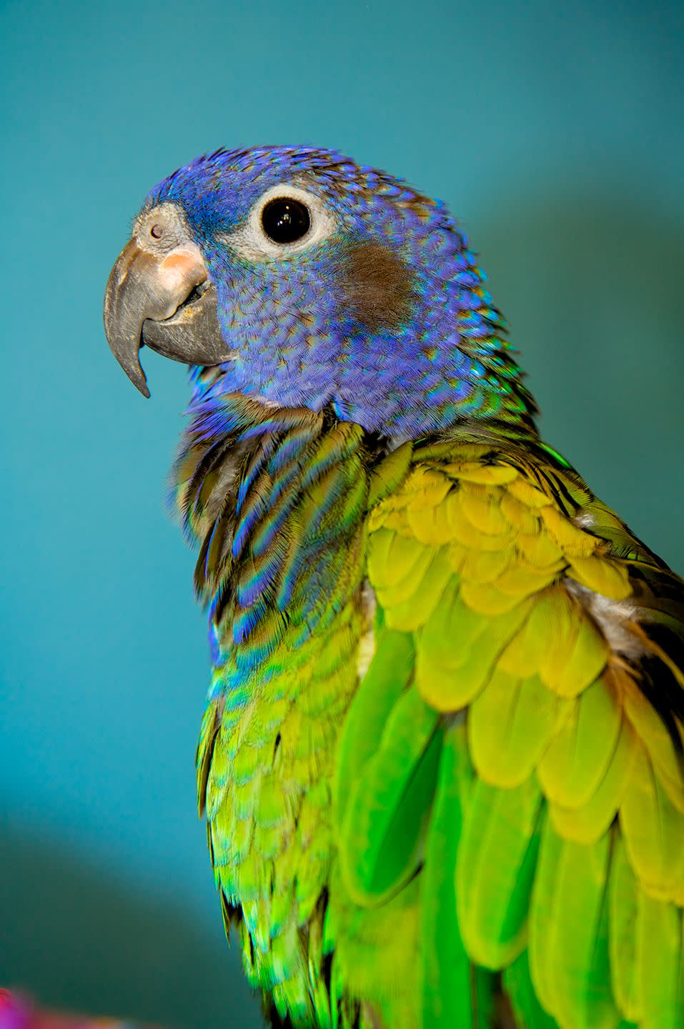 9) Pionus