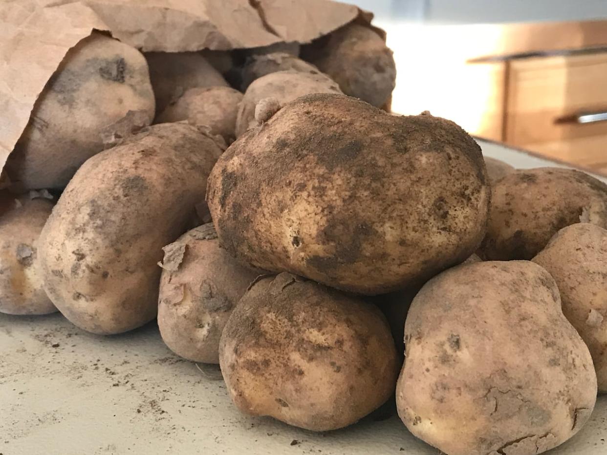Alberta lead Canada in potato production last year. This year's potato yield totals are even higher in the province, according to the Potato Growers of Alberta.    (Kirsten Murphy/CBC - image credit)