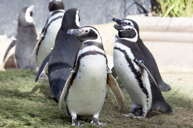 Humboldt Penguins