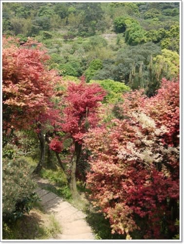 春天˙楓葉紅了~【台北奧萬大】賞楓好地方