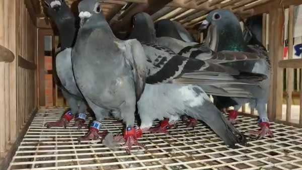保釣人士還帶著50隻腳上綁著國旗的賽鴿要前往釣魚台，但被安檢人員查獲視為違禁品。（圖／翻攝畫面）