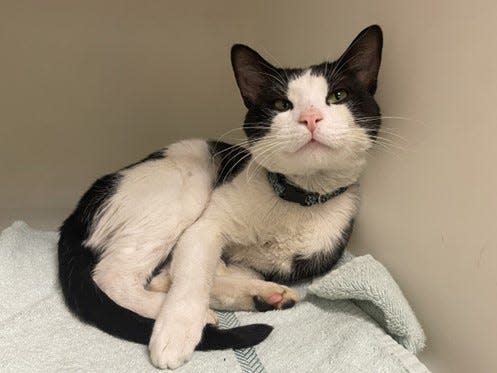 Jasper relaxes in a clean quiet space at the Bucks County SPCA in Quakertown after being rescued from an animal hoarding situation in Perkasie.