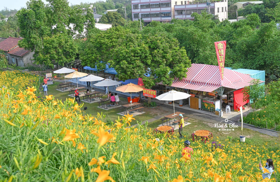 彰化花壇｜虎山巖金針花