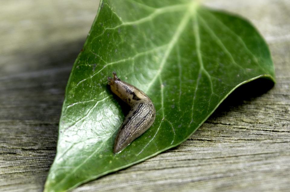 A garden slug – slimy, slippery and without a shell. <a href="https://www.gettyimages.com/detail/photo/garden-slug-on-a-green-leaf-royalty-free-image/1405258273?phrase=garden%20slugs&adppopup=true" rel="nofollow noopener" target="_blank" data-ylk="slk:Busybee-CR/Moment via Getty Images;elm:context_link;itc:0;sec:content-canvas" class="link ">Busybee-CR/Moment via Getty Images</a>