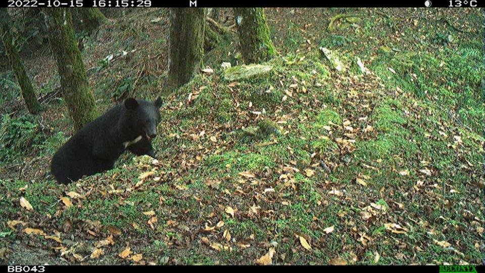 玉山國家公園去年10月拍到黑熊。玉管處提供