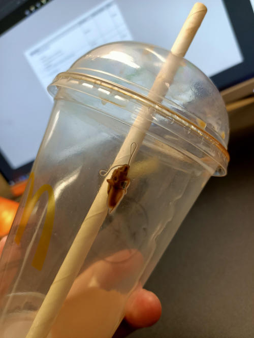A McDonald's in Florida Had Roaches in Frappe Machine