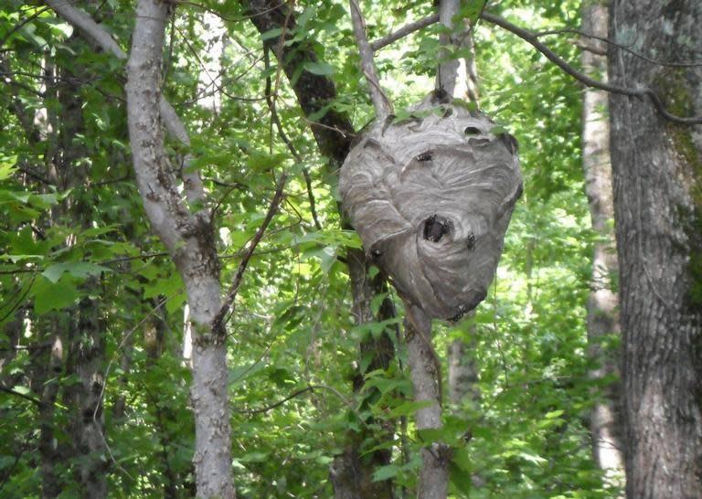 The paper nest of a baldfaced hornet is an engineering marvel.