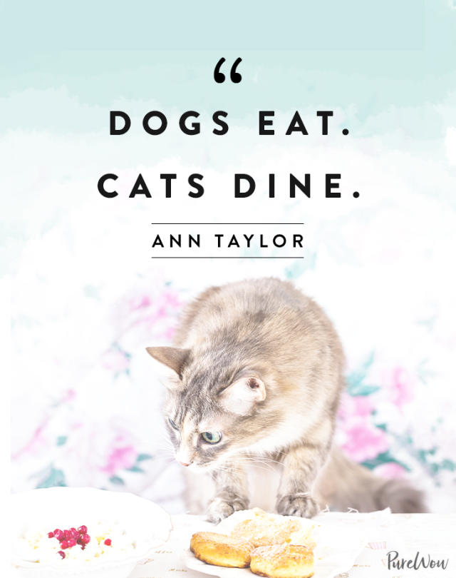 105 Cat Quotes Every Feline Fan Will Like