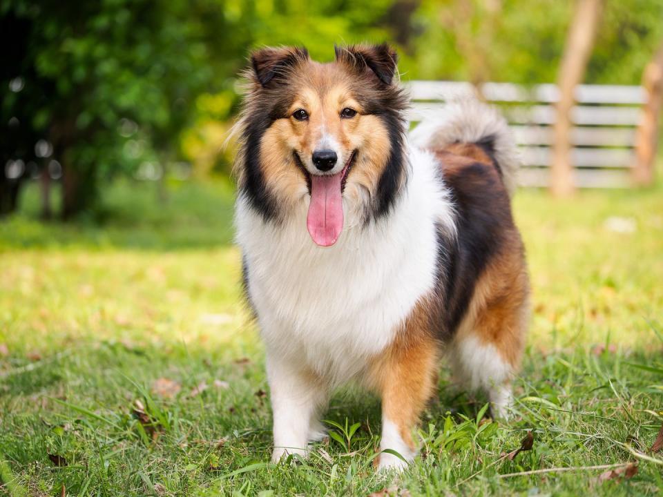 Shetland Sheepdog