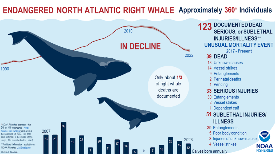 Infographic showing trends in the North Atlantic whale population