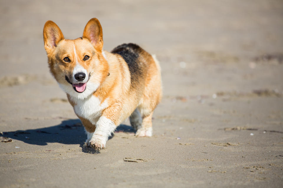 A pembroke welsh corgi dog trots on sand at a beach and looks happily at the camera.