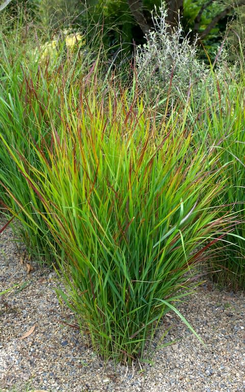 Panicum 'Hanse Herms' - Credit: Garden Collection