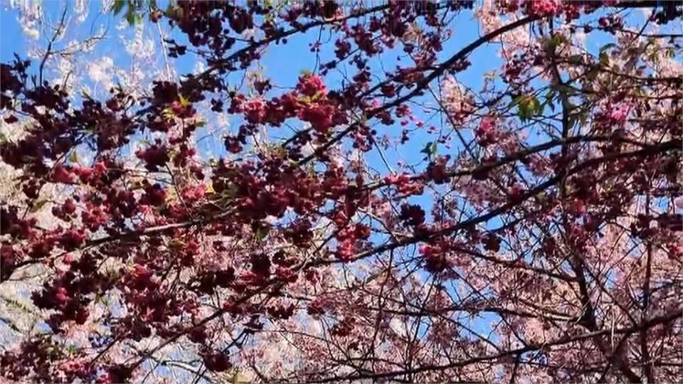 連假出遊賞花　武陵農場三色櫻綻放　麥寮古厝炮仗花成「頹廢美」