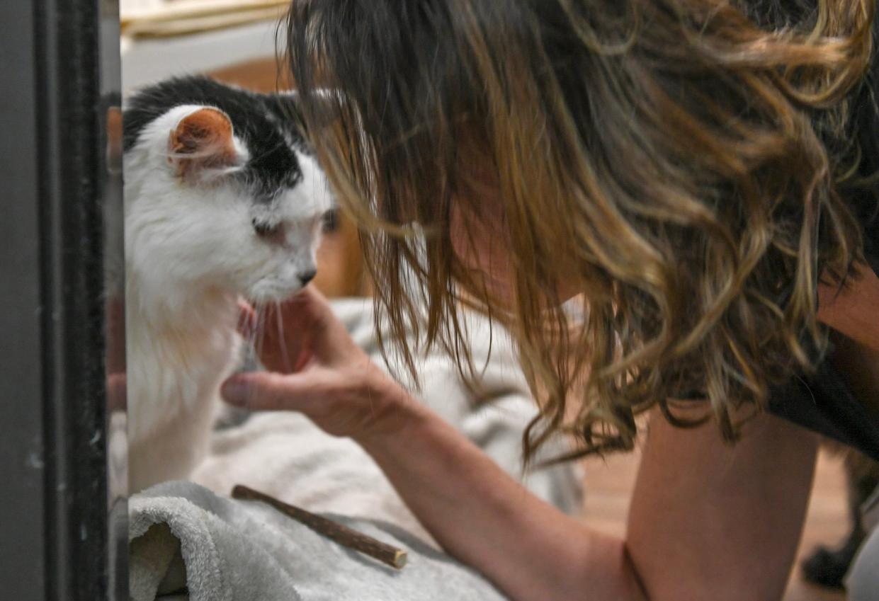 Marcy Moreau, staff member at Caring Fields Felines, looks in on Rocky, one of their elderly cats who is about 14 years old, inside the shelter during the afternoon of Tuesday, April 9, 2024, in Palm City.