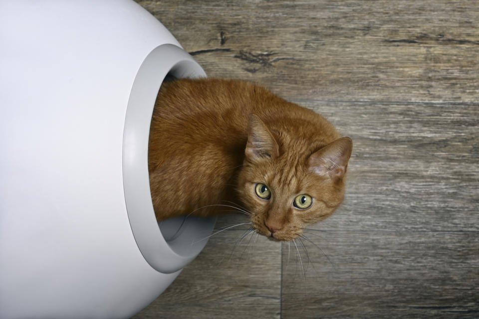 Make being a cat owner a little easier with the help of a high-tech self-cleaning litter box. 