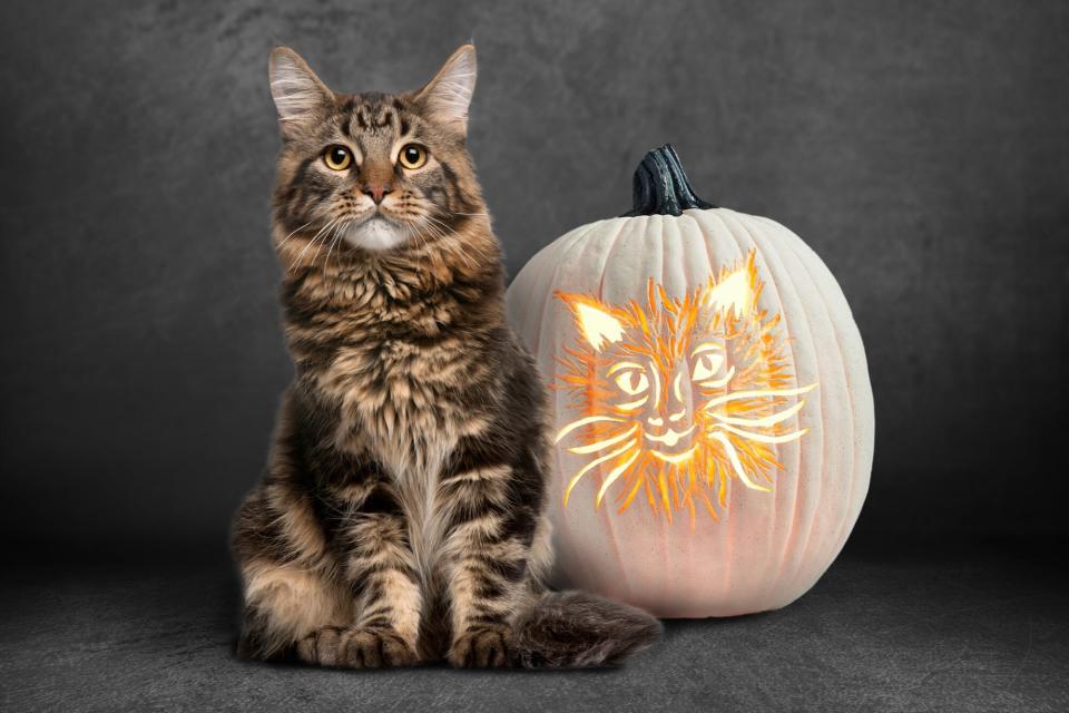 maine coon cat sitting next to a white pumpkin carving of her face