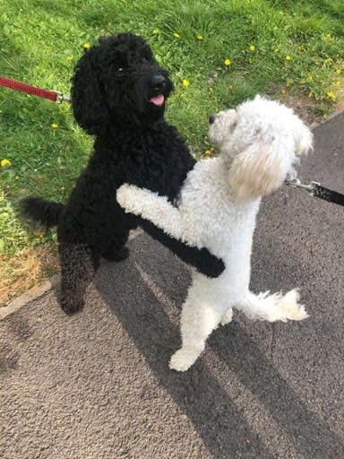 圖片來源： GoodNewsNetwork - Puppy Siblings Adopted by Different Families Immediately Recognize Each Other During Walks One Year Later