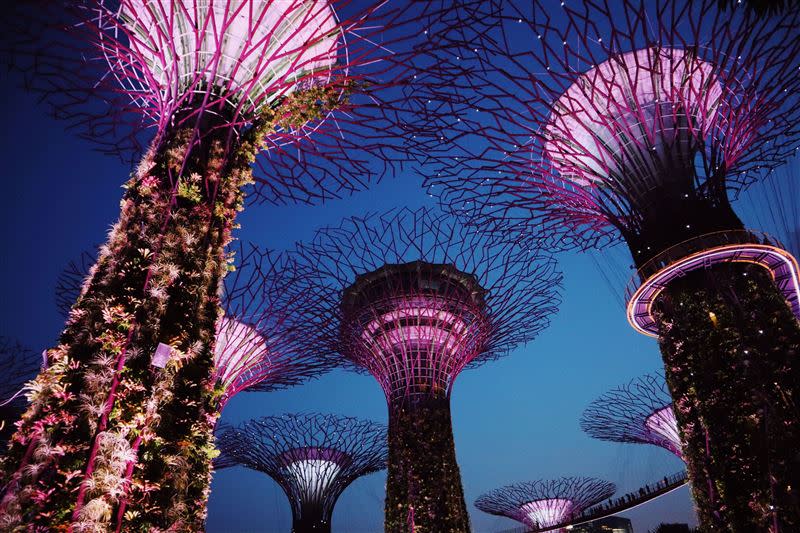 新加坡必遊景點、位在位在濱海灣公園內的「天空樹Supertree Grove」。（圖／旅宿業者提供）