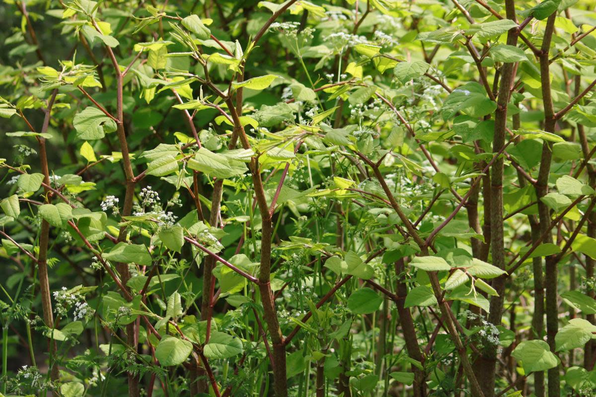 There are a total of 446 known Japanese knotweed infestations across Worcestershire <i>(Image: Getty)</i>