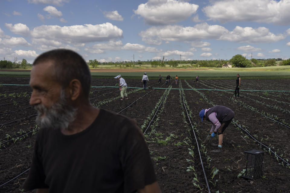 Farmers work in a field near Soledar, eastern Ukraine, Monday, June 6, 2022. (AP Photo/Bernat Armangue)