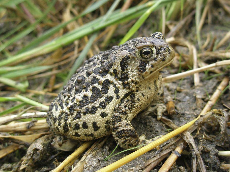 CAPTION CORRECTION: CORRECTS REFUGE LOCATION: This undated photo shows the Montana toad, which lives in the newly established Wyoming Toad Conservation Area. Federal officials have announced the creation of two new national wildlife refuges in Wyoming and Tennessee they say will help protect endangered species including toads, bats, shrimp and salamanders. (Sara Armstrong/U.S. Fish and Wildlife Service via AP)