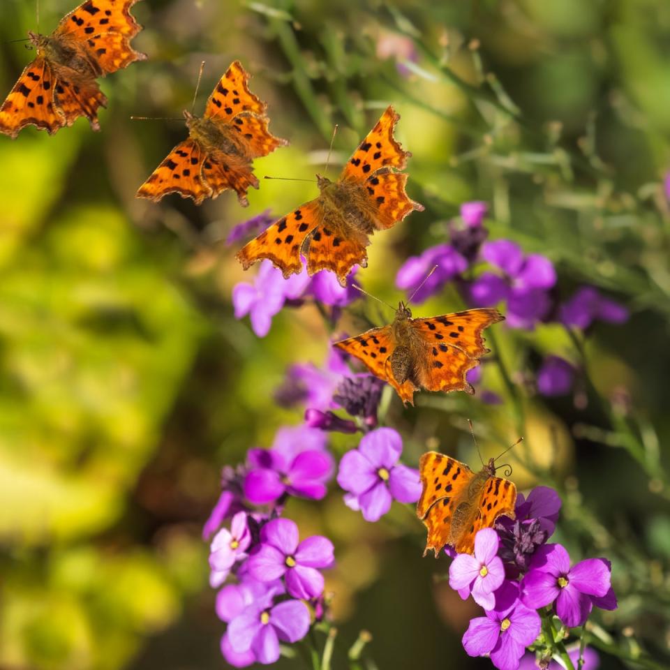 The comma, once a rare sight in Britain, has enjoyed a huge population boost in the past 40 years (Andrew Fusek Peters/SWNS)