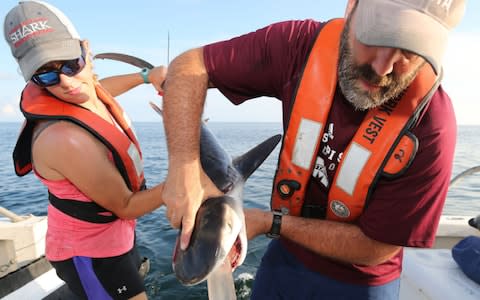 Researchers pumping the stomach of a juvenile shark  - Credit: Marcus Drymon