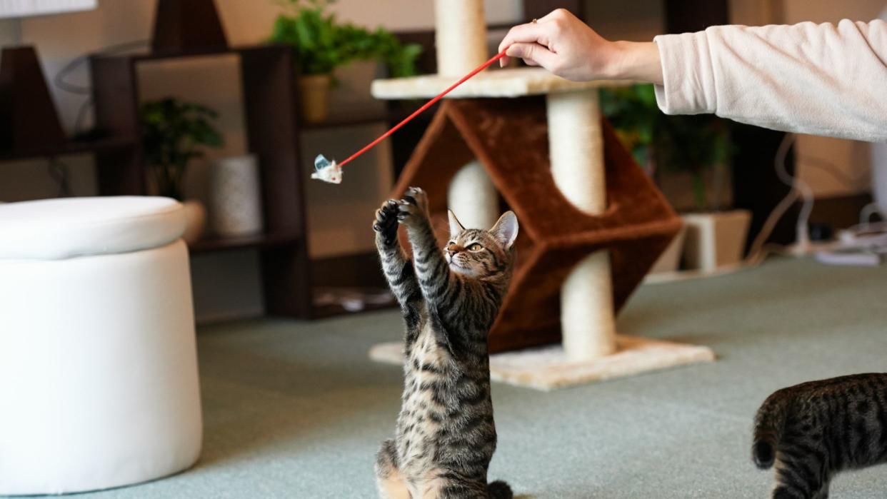  Kitten playing with toy. 