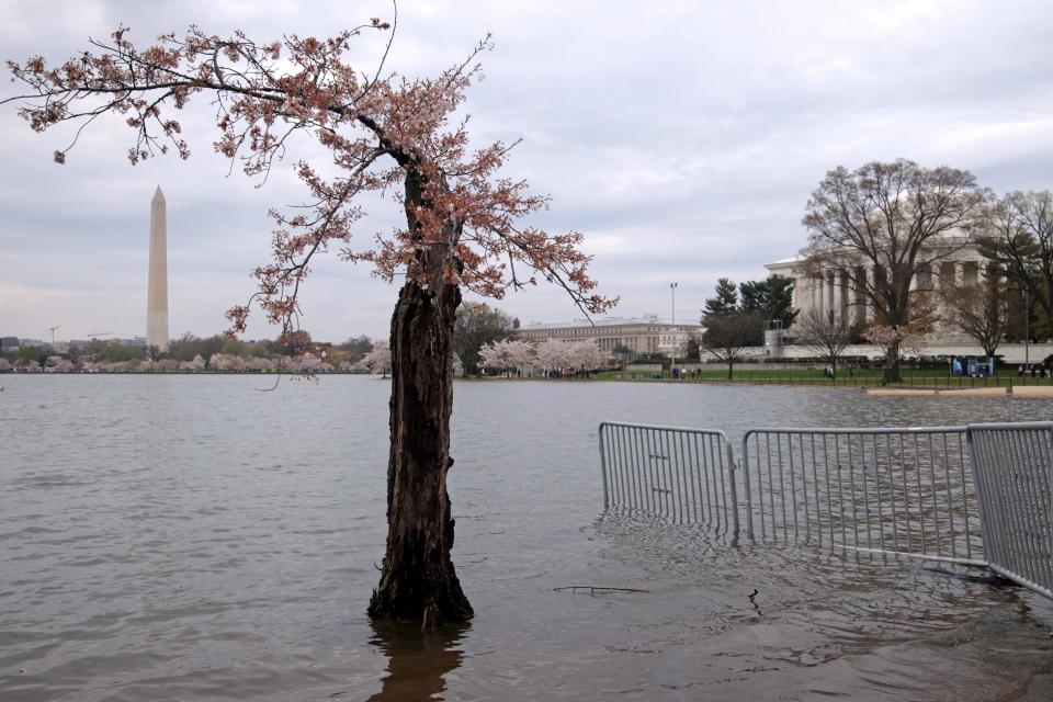 The cherry tree nicknamed "Stumpy" stands in water during high tide at the Tidal Basin on March 28, 2024 in Washington, D.C. The National Park Service announced that it will begin to cut down over 140 Cherry Blossom trees around the Tidal Basin and West Potomac Park in anticipation of construction of an upgraded sea wall to guard against flooding.