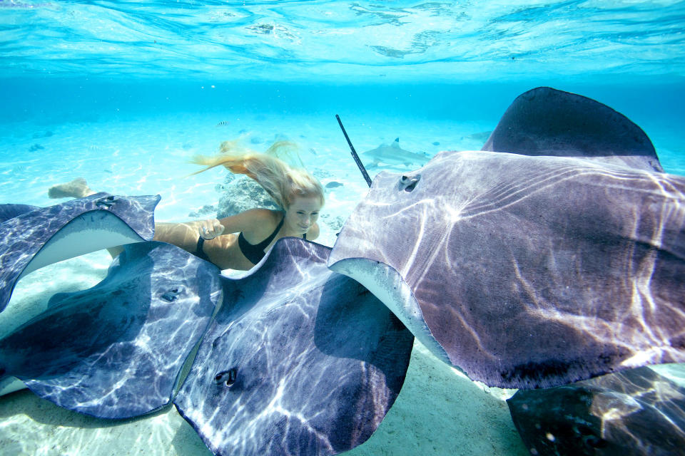 Meet the woman dispelling the myths about one of the worlds most feared ocean predators by swimming without protection with great white sharks. Petite beauty Ocean Ramsey travels the globe swimming with many species of sharks hoping to prove they are nothing like their Jaws film reputation. In these incredible photographs friend Juan Oliphant caught on camera the moment a massive 17-foot Great White let Ocean tail ride through the deep. Shark conservationist Ocean, who is also a scuba instructor, model and freediver, swam with the massive fish in waters off Baja Mexico last year. PIC BY JUAN OLIPHANT / CATERS NEWS