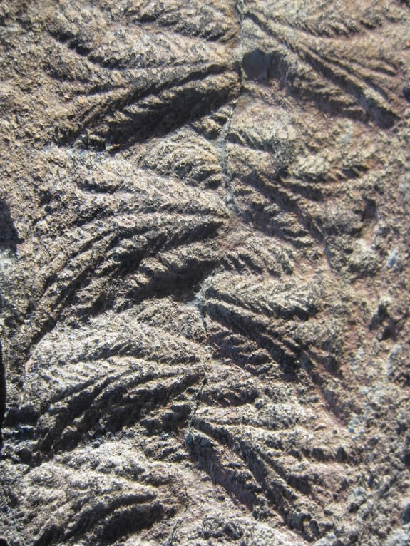 A close-up photo of Fractofusus fossils.