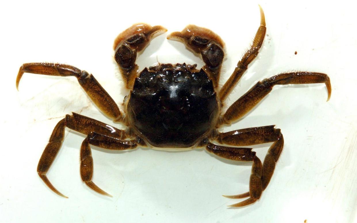 A Chinese mitten crab, so named for its furry claws, which resemble gloves.  - PA