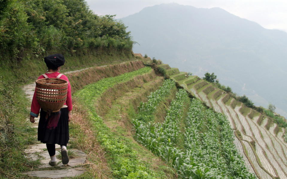 A woman walks along one of the rice paddies at Longji Titian - Credit: GETTY