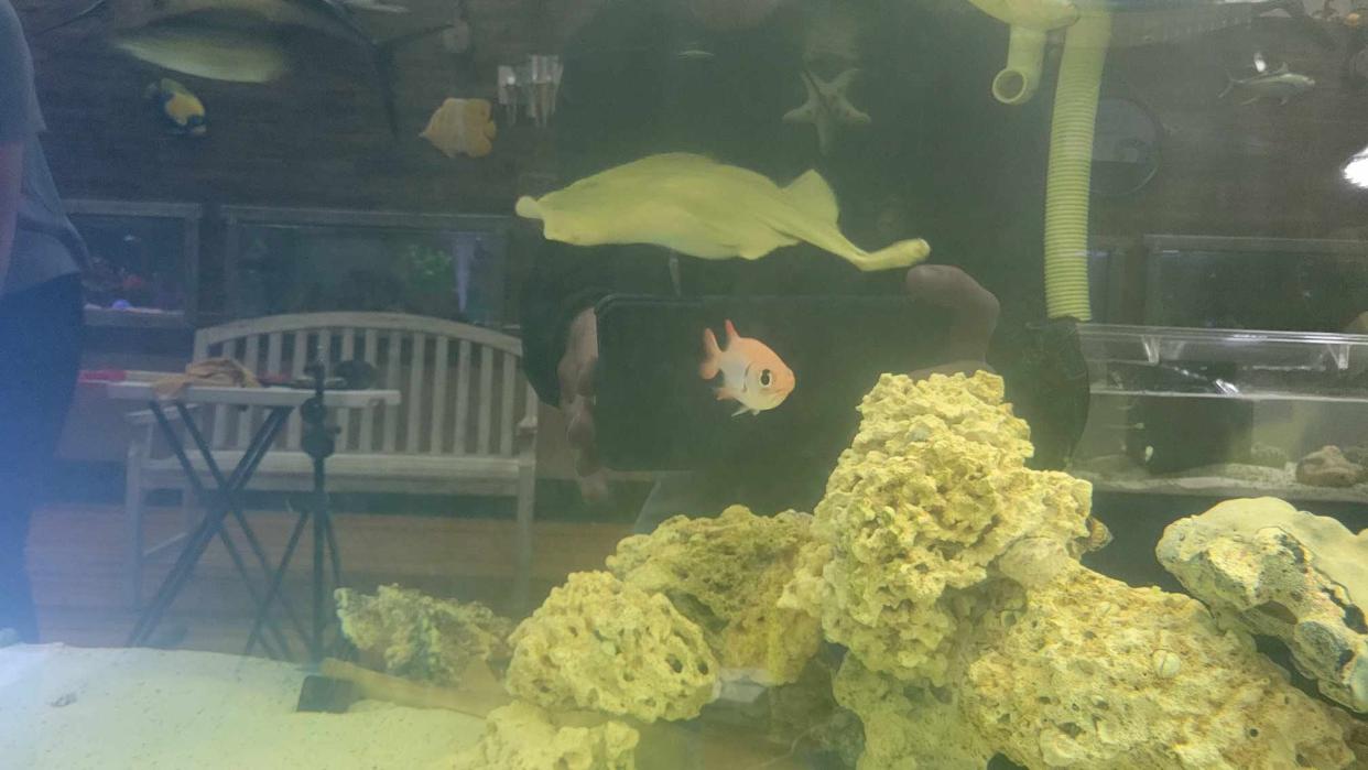 Charlotte, a stingray that is about to give birth through parthenogenesis, swims in her tank at the Aquarium and Shark Lab by Team ECCO in Hendersonville.