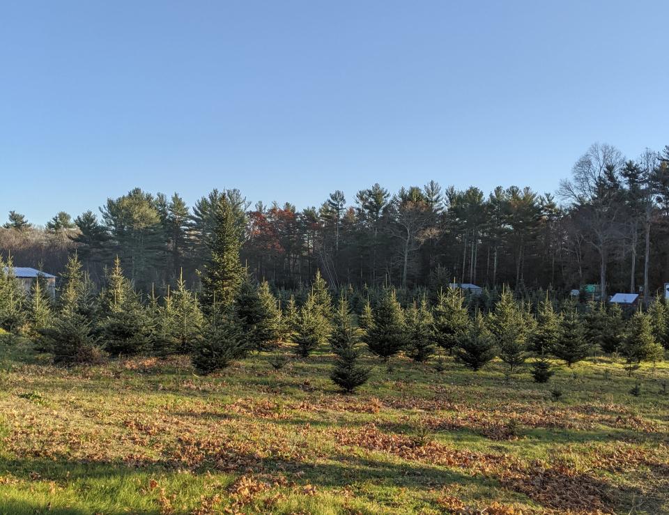 The Christmas Tree Farm, 254 Taylor St., Pembroke, offers fresh pre-cut trees as well as the cut your own.