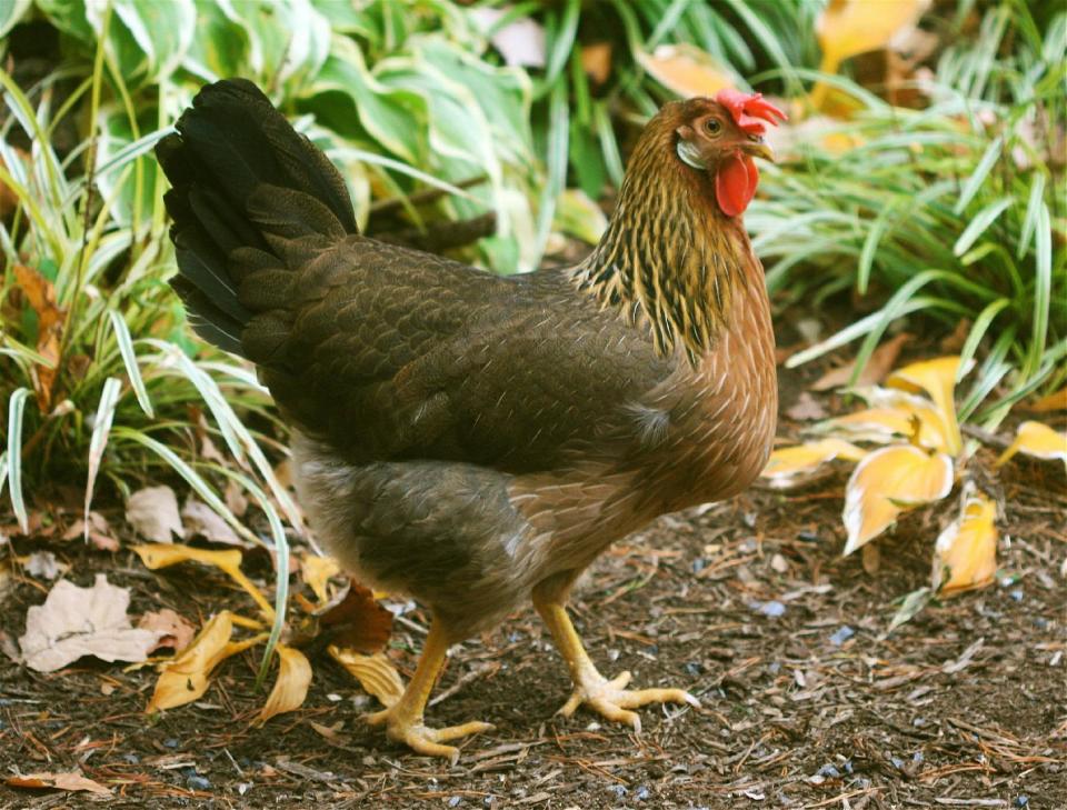 This November 3, 2008 photo shows a laying hen strolling by a frost-damaged stand of hostas on a residential property near rural New Market, Va. Chickens like to scratch and peck while ranging freely about the yard. While that may provide a wide array of food for the birds, it could destroy gardens, especially when the plants are small and are at their most sensitive state. (AP Photo/Dean Fosdick)