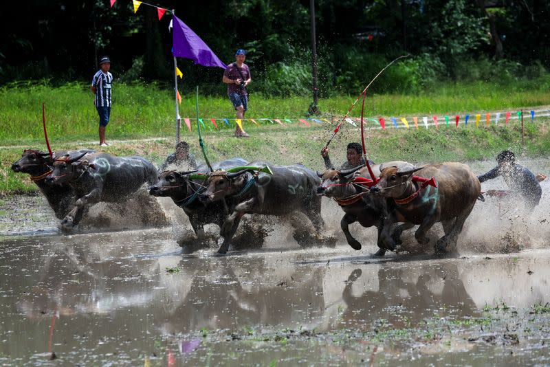 Thais race water buffaloes to mark the start of rice cultivation season amid El Nino-induced drought warning