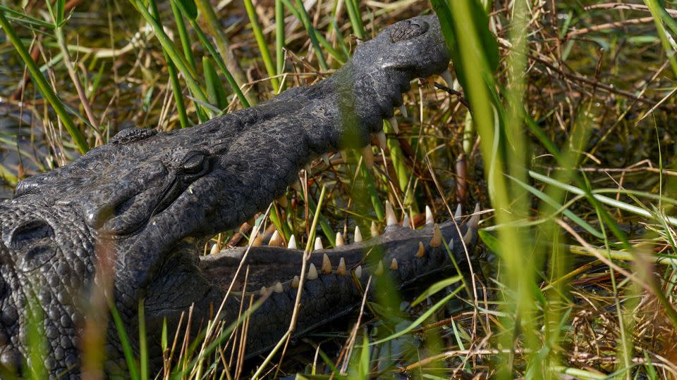 An American crocodile relaxes in Shark Valley of Everglades National Park on February 3, 2023. Attacks on humans by American crocodiles in Florid are extremely rare. - Bonnie Jo Mount/The Washington Post/Getty Images/File