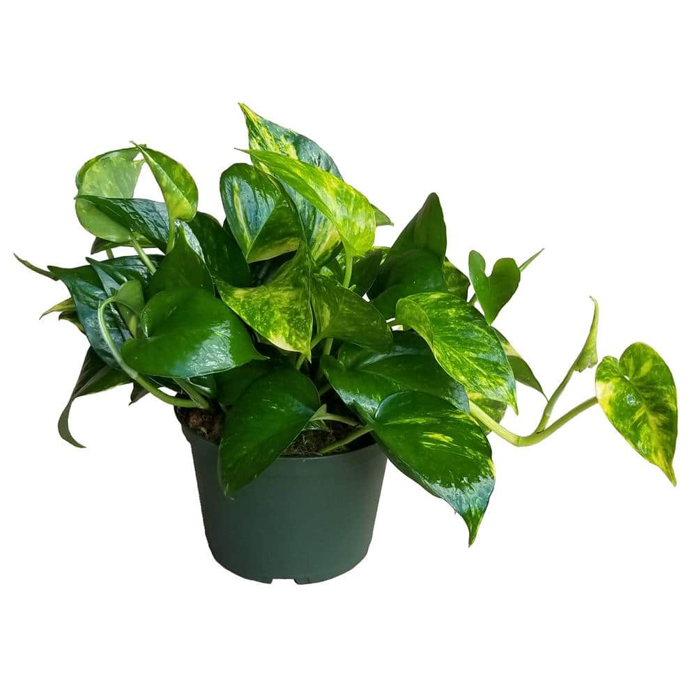 <p><a href="https://go.redirectingat.com?id=74968X1596630&url=https%3A%2F%2Fwww.homedepot.com%2Fp%2F6-in-Golden-Pothos-Plant-in-Grower-Pot-GolPot006%2F314171022&sref=https%3A%2F%2Fwww.housebeautiful.com%2Flifestyle%2Fgardening%2Fg60531315%2Findoor-climbing-house-plants%2F" rel="nofollow noopener" target="_blank" data-ylk="slk:Shop Now;elm:context_link;itc:0;sec:content-canvas" class="link rapid-noclick-resp">Shop Now</a></p><p>Golden Pothos Plant</p><p>homedepot.com</p><p>$21.98</p>